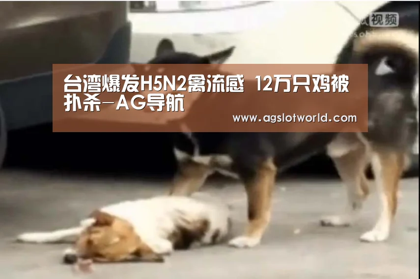 台湾爆发H5N2禽流感 12万只鸡被扑杀-AG导航(图3) AG娱乐